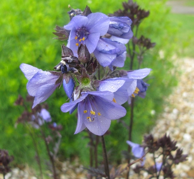 Polemonium 'Bressingham Purple' PBR